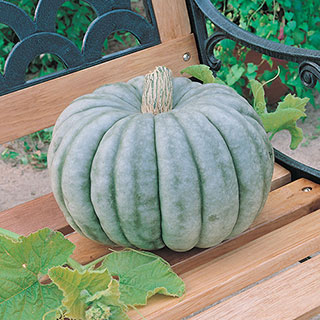 Jarrahdale Pumpkin Seeds