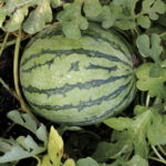Jenny Hybrid Watermelon Seeds 1
