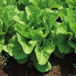 Jericho Hybrid Lettuce Seeds 1