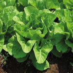 Jericho Hybrid Lettuce Seeds 1