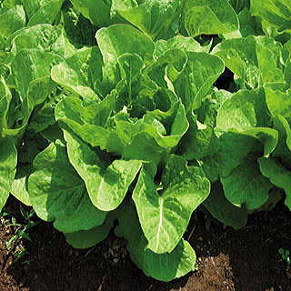 Jericho Hybrid Lettuce Seeds