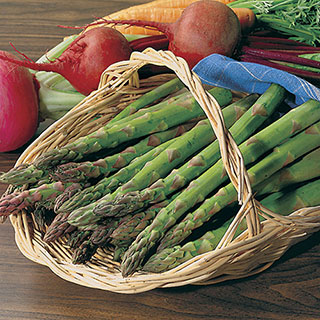 Jersey Knight Hybrid Asparagus Seeds