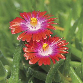 Jewel of Desert Garnet Iceplant