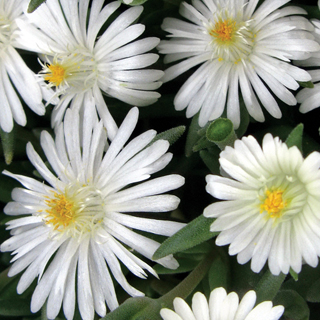 Jewel of Desert Moonstone Iceplant