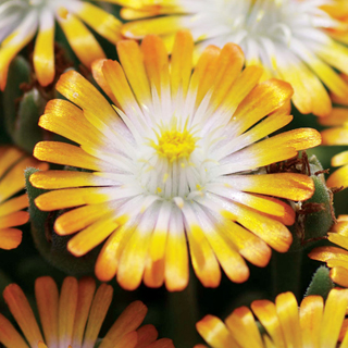 Jewel of Desert Topaz Iceplant