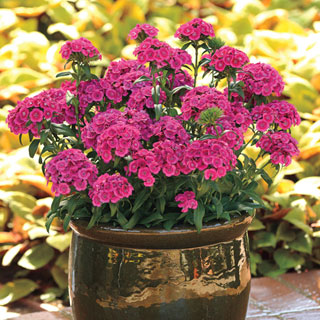 Jolt Pink Dianthus Seeds