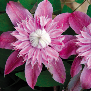 Josephine™ Clematis