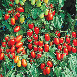 Juliet Tomato Hybrid