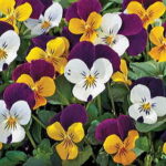 Jump Up Mix Viola Seeds 1