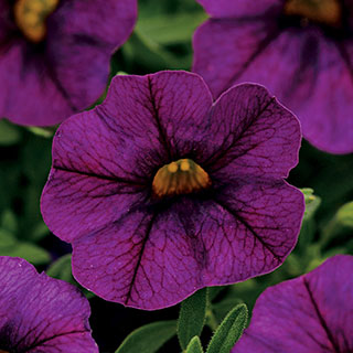 Kabloom® Deep Blue Calibrachoa Seeds