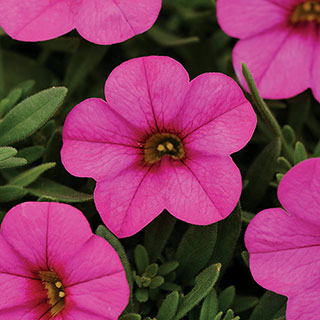 Kabloom® Deep Pink Calibrachoa Seeds
