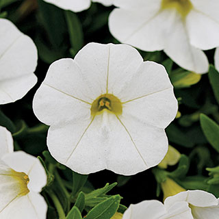 Kabloom® White Calibrachoa Seeds