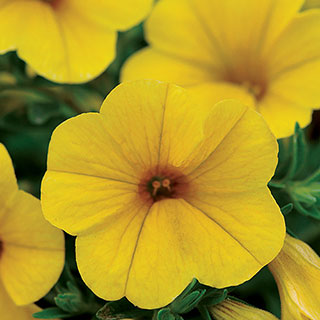 Kabloom® Yellow Calibrachoa Seeds