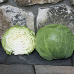 Katarina Hybrid Cabbage Seeds 1