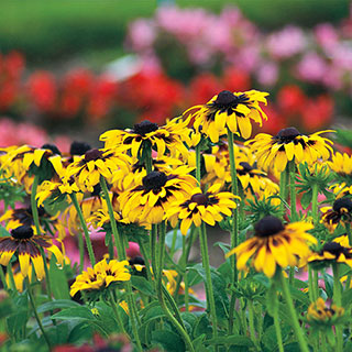 Kelvedon Star Rudbeckia Seeds