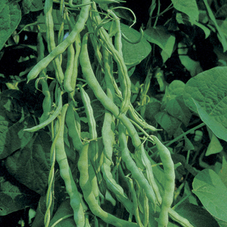 Kentucky Wonder Bean Seeds