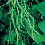 Kentucky Wonder Bean Seeds 1