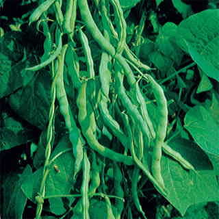 Kentucky Wonder Bean Seeds