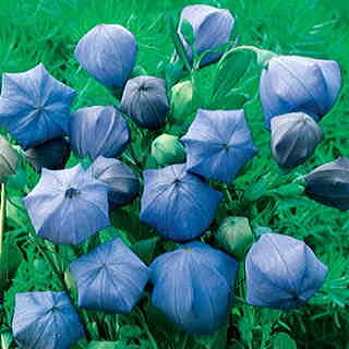 Komachi Balloon Flower Seeds