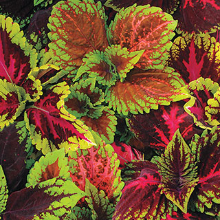 Kong® Empire Mix Coleus Pelleted Seed