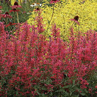 Kudos™ Coral Hyssop