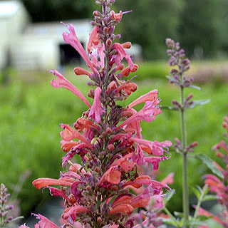 Kudos™ Coral Hyssop