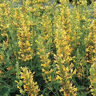 Kudos™ 'Kudos Yellow' Hummingbird Mint