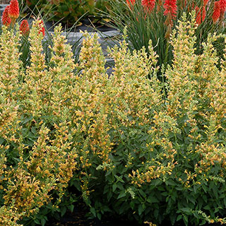 Kudos™ 'Kudos Yellow' Hummingbird Mint