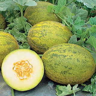 Lambkin Hybrid Melon Seeds