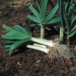 Lancelot Leek Plants 1