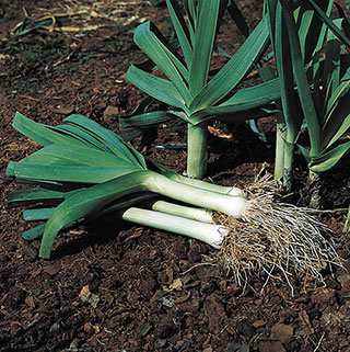 Lancelot Leek Plants