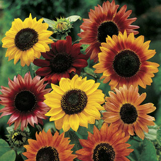 Large Flowered Mix Sunflower Seeds