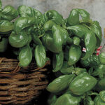 Large Leaf Italian Organic Basil Seeds 1