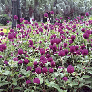 Las Vegas Purple Gomphrena Seeds