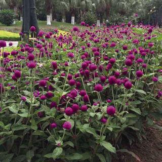 Las Vegas Purple Gomphrena Seeds