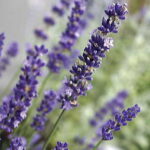 Lavandula ‘Big Time Blue’ 1