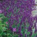 Lavandula ‘Hidcote Blue’ 1