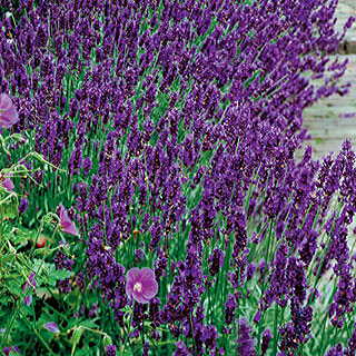 Lavandula 'Hidcote Blue'