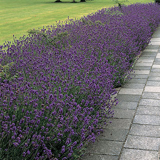 Lavandula Munstead