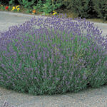 Lavandula Munstead 1