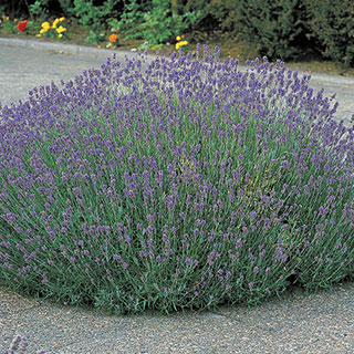 Lavandula Munstead