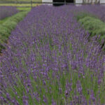 Lavandula Phenomenal™ 1