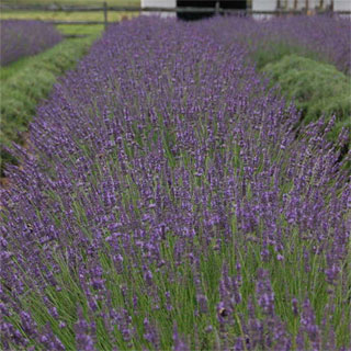 Lavandula Phenomenal™