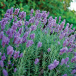 Lavandula Phenomenal™ 1