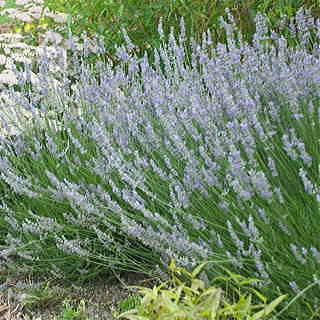 Lavandula Provence