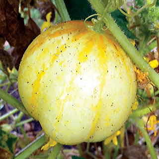 Lemon Cucumber Seeds