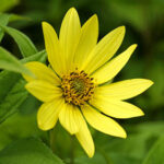 Lemon Queen Perennial Sunflower 1