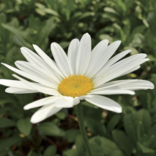 Leucanthemum Becky