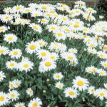 Leucanthemum Becky 1