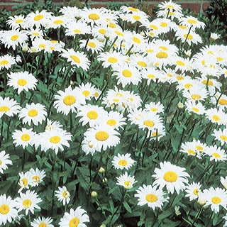 Leucanthemum Becky